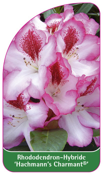 Rhododendron-Hybride 'Hachmann's Charmant'
