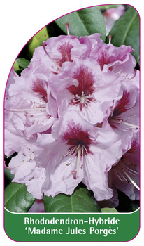 Rhododendron-Hybride 'Madame Jules Porgès'