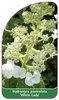 Hydrangea paniculata 'White Lady'