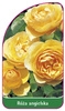 Roza angielska Nr. 500
