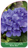 Hydrangea macrophylla 'Berlin Blue'