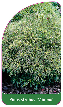 Pinus strobus 'Minima'