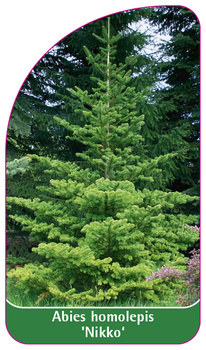 Abies homolepis 'Nikko'
