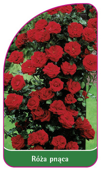 Pnoucí růže č. 318