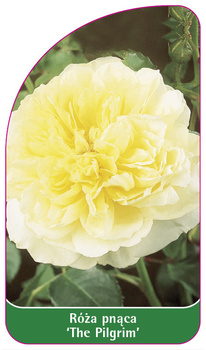 Róza pnąca 'The Pilgrim'