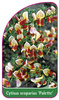 Cytisus scoparius 'Palette'