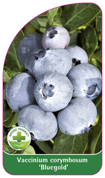Vaccinium corymbosum 'Bluegold'