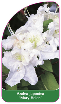 Azalea japonica Mary Helen'