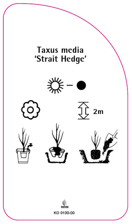 Taxus media 'Strait Hedge'