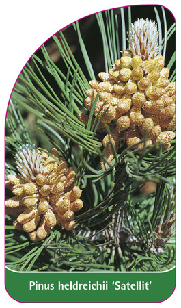 Pinus heldreichii 'Satellit'