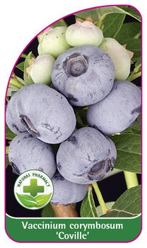 Vaccinium corymbosum 'Coville'
