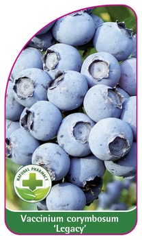 Vaccinium corymbosum 'Legacy'