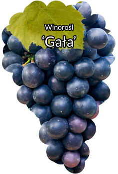 Winorośl Gała