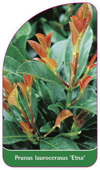 Prunus laurocerasus 'Etna'