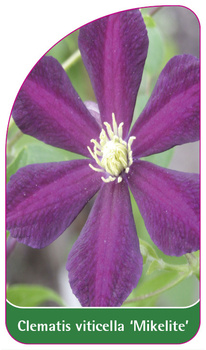 Clematis viticella 'Mikelite'