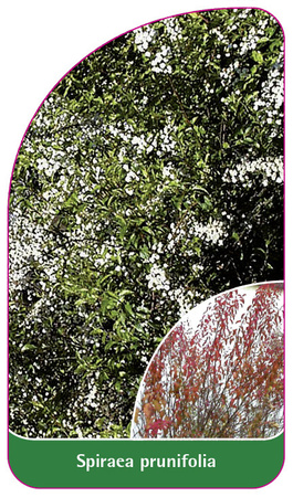 Spiraea prunifolia