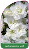 Azalea japonica, weiß