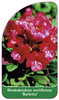 Rhododendron neriiflorum 'Burletta'