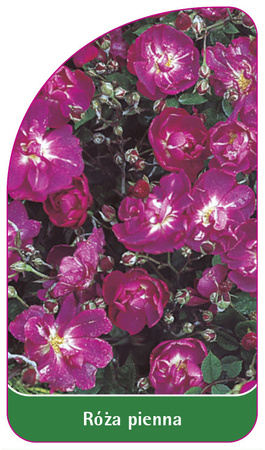 Róza pienna Nr. 60
