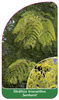 Gleditsia triacanthos 'Sunburst'
