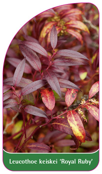Leucothoe keiskei 'Royal Ruby'