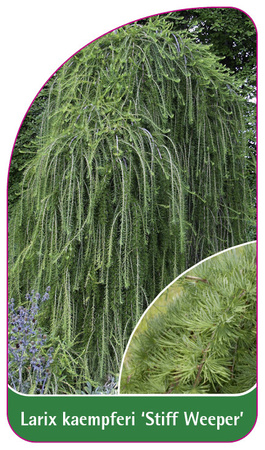 Larix kaempferi 'Stiff Weeper'