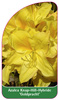 Azalea Knap-Hill-Hybride 'Goldpracht'