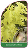 Quercus rubra 'Aurea'