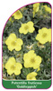 Potentilla fruticosa 'Goldteppich'