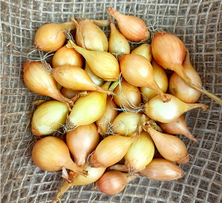 Cebula Dymka I Wolska - KOMPLET 250G