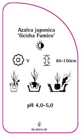 Azalea japonica 'Geisha Fumico'