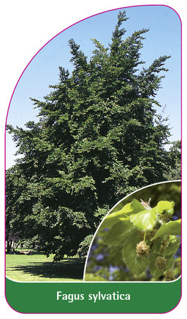 Fagus sylvatica