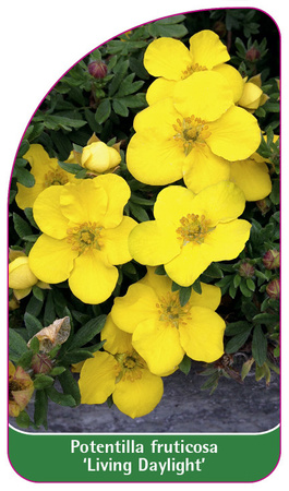 Potentilla fruticosa 'Living Daylight'