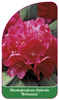 Rhododendron-Hybride 'Britannia'