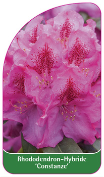 Rhododendron-Hybride 'Constanze'