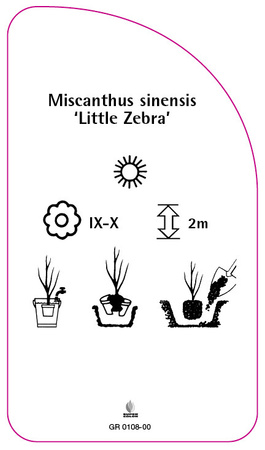 Miscanthus sinensis "Zebra mică