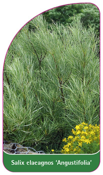 Salix elaeagnos 'Angustifolia'