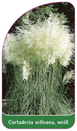 Cortaderia selloana, weiß