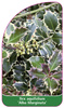 Ilex aquifolium 'Alba Marginata'