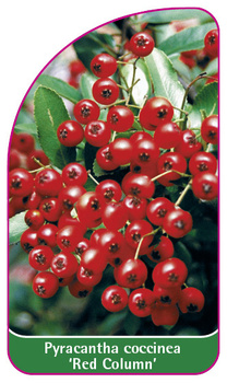 Pyracantha coccinea 'Red Column'