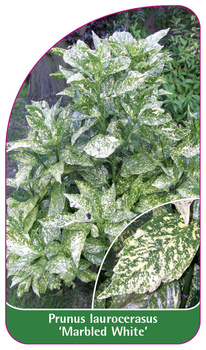 Prunus laurocerasus 'Marbled White'