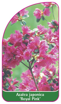 Azalea japonica 'Royal Pink'