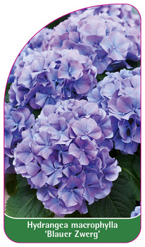 Hydrangea macrophylla 'Blauer Zwerg'