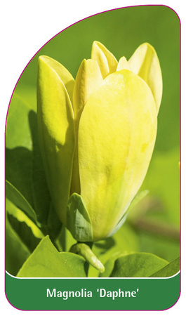 Magnolia 'Daphne'