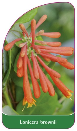 Lonicera brownii