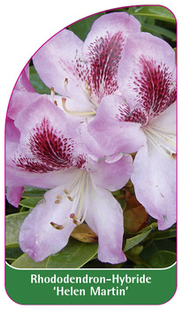 Rhododendron-Hybride 'Helen Martin'