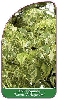 Acer negundo 'Aureo-Variegatum'