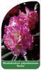 Rhododendron yakushimanum 'Rosita'