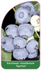 Vaccinium corymbosum 'Spartan'