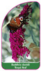 Buddleia davidii 'Royal Red'